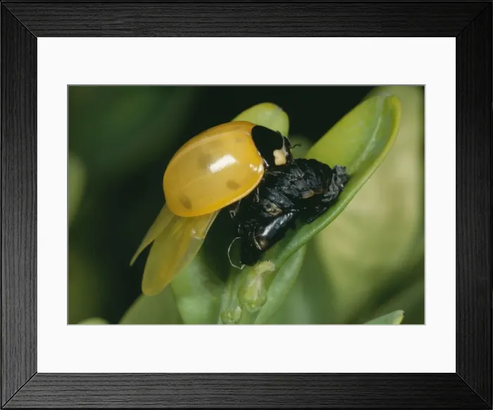 Framed Print : 7 Spot Ladybird JLMO 1437 Emerging from pupa Coccinella septempunctata © John Mason / ARDEA LONDON Framed Print : 7 Spot Ladybird JLMO 1437 Emerging from pupa Coccinella septempunctata © John Mason / ARDEA LONDON