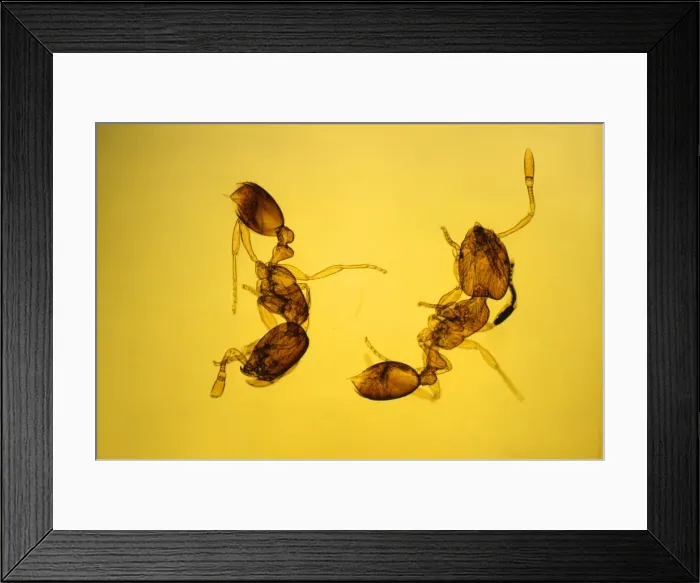 Framed Print : Pharaoh's Ants Magnification x10 Framed Print : Pharaoh's Ants Magnification x10