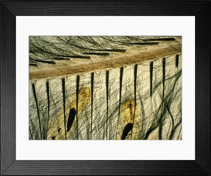 Framed Print : Feather Louse - on feather. Magnification x10 Framed Print : Feather Louse - on feather. Magnification x10