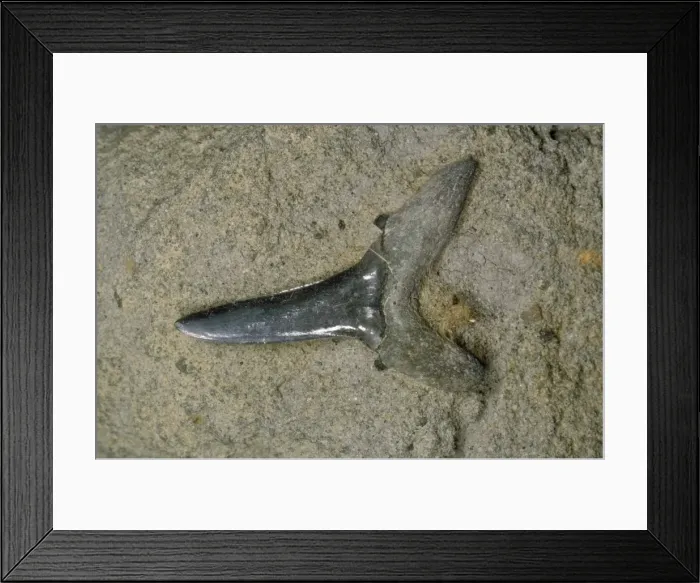 Framed Print : Shark's Tooth Fossil London clay, Herne Bay, Kent, UK Framed Print : Shark's Tooth Fossil London clay, Herne Bay, Kent, UK