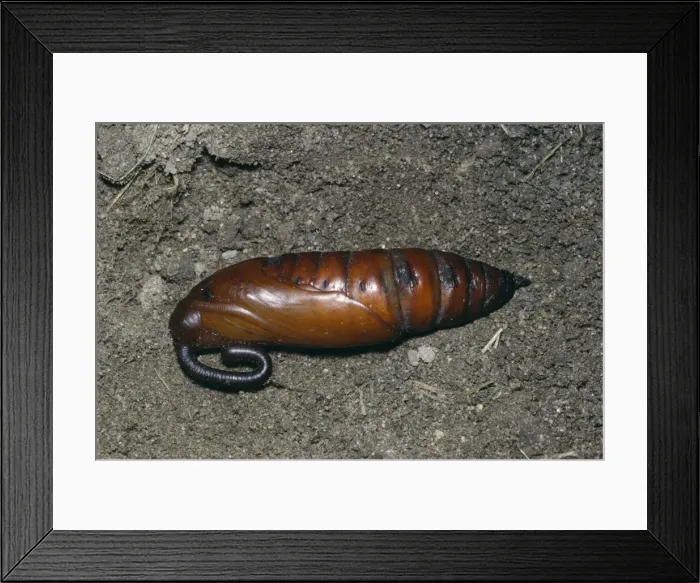 Framed Print : Convolvulus Hawk Moth - pupa Framed Print : Convolvulus Hawk Moth - pupa