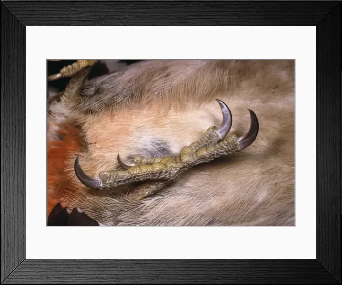 Framed Print : Greater-spotted Woodpecker - foot to show arrangement of claws Framed Print : Greater-spotted Woodpecker - foot to show arrangement of claws