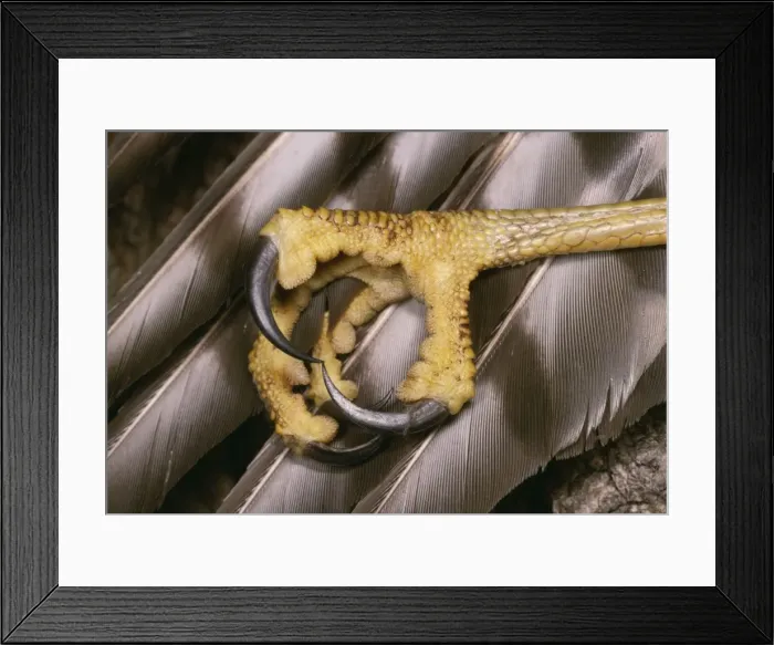 Framed Print : Sparrow-Hawk Close up of talons Framed Print : Sparrow-Hawk Close up of talons