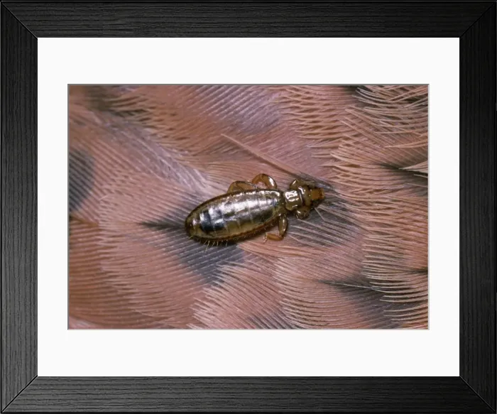 Framed Print : Feather Louse - on feather of Kestrel Framed Print : Feather Louse - on feather of Kestrel