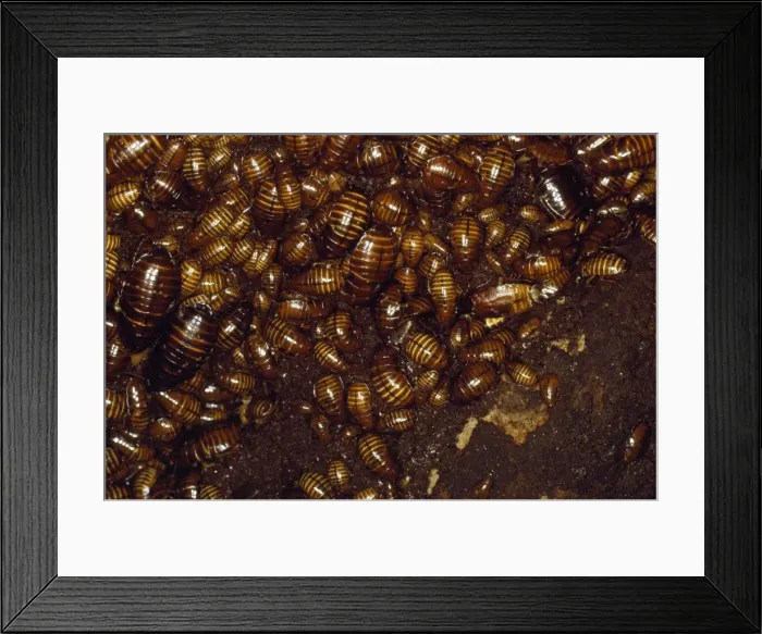 Framed Print : Cave Cockroaches - in bat cave Sabah Framed Print : Cave Cockroaches - in bat cave Sabah
