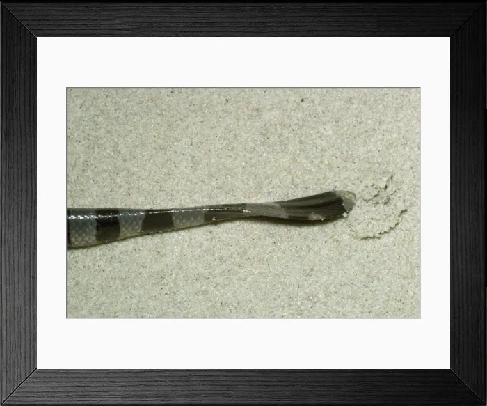Framed Print : Sea Snake - showing flattened tail Sabah Malaysian Borneo Framed Print : Sea Snake - showing flattened tail Sabah Malaysian Borneo