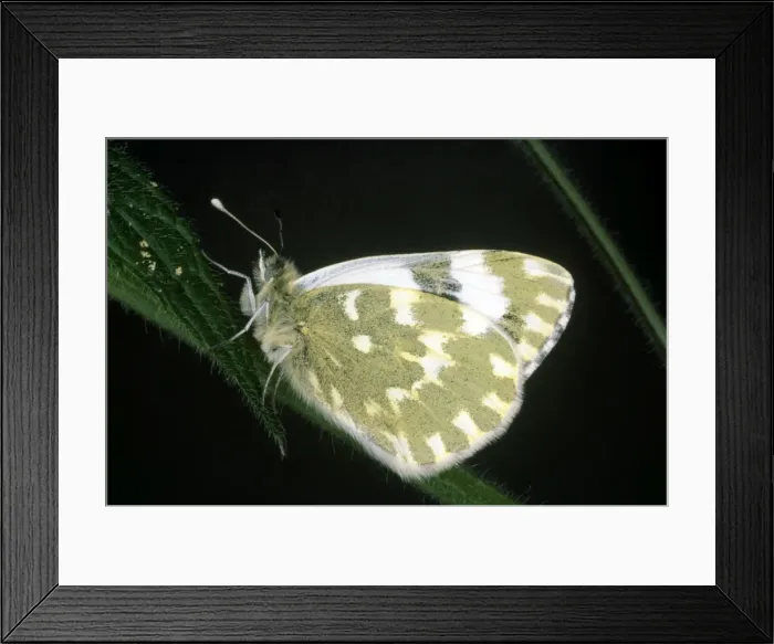 Framed Print : Bath White Butterfly Framed Print : Bath White Butterfly