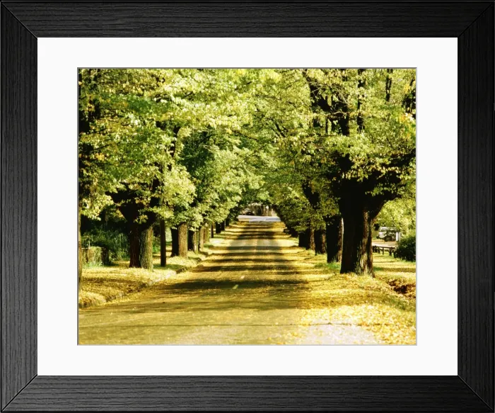 Framed Print : Cobden Street avenue of elms Bright, Victoria, Australia JLR02245 Framed Print : Cobden Street avenue of elms Bright, Victoria, Australia JLR02245