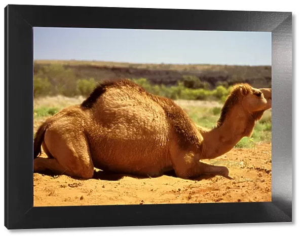 One-humped Camel  /  Dromedary - lying down - Central Australia JLR03141