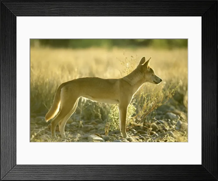 Framed Print : Dingo - standing, Finke Gorge National Park, Northern Territory, Australia JLR05833 Framed Print : Dingo - standing, Finke Gorge National Park, Northern Territory, Australia JLR05833