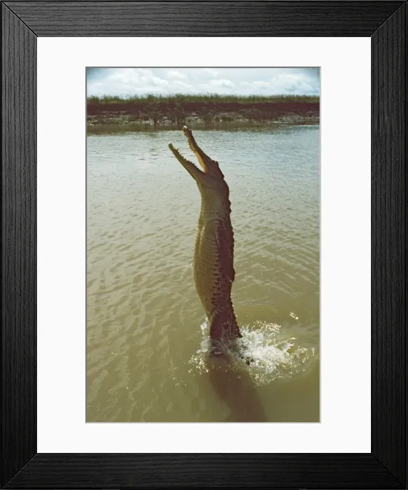 Framed Print : Estuarine Crocodile - jumping for fish thrown from boat - Kakadu National Park (World Heritage Area), Northern Territory, Australia JLR00325 Framed Print : Estuarine Crocodile - jumping for fish thrown from boat - Kakadu National Park (World Heritage Area), Northern Territory, Australia JLR00325