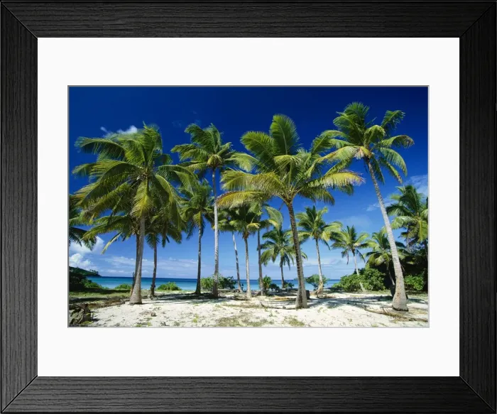 Framed Print : Coconut palms on beach Taunga Island, Vava'u Group, Kingdom of Tonga JLR05925 Framed Print : Coconut palms on beach Taunga Island, Vava'u Group, Kingdom of Tonga JLR05925