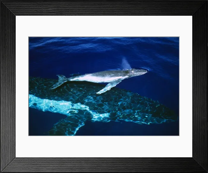 Framed Print : Humpback Whale - female and her week-old calf Tonga JLR05903 Framed Print : Humpback Whale - female and her week-old calf Tonga JLR05903