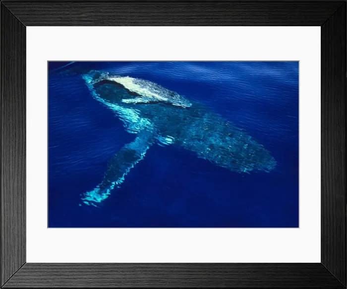 Framed Print : Humpback Whale - female and her week-old calf Tonga JLR05897 Framed Print : Humpback Whale - female and her week-old calf Tonga JLR05897