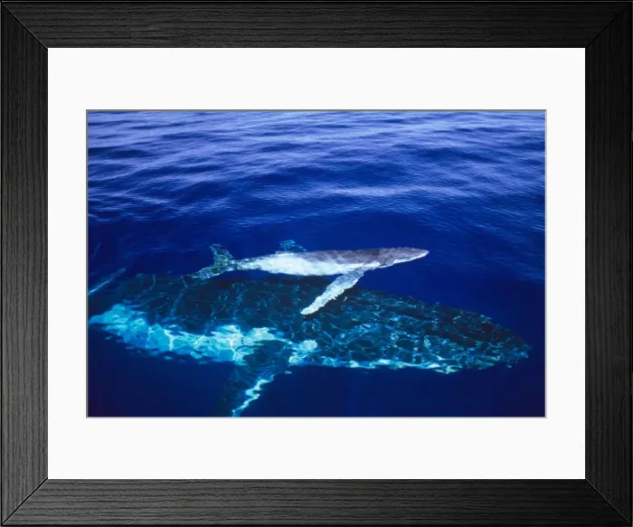 Framed Print : Humpback Whale - female and her week-old calf Tonga JLR05883 Framed Print : Humpback Whale - female and her week-old calf Tonga JLR05883