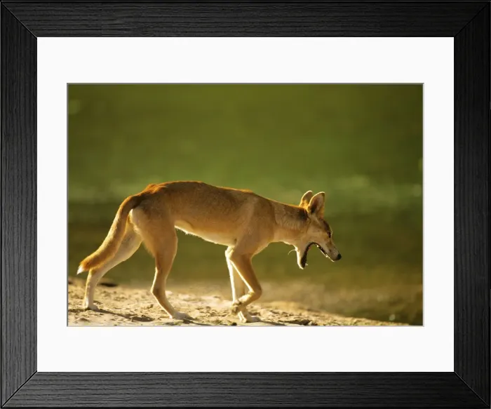 Framed Print : Dingo - walking in arid area - Finke Gorge National Park - Northern Territory - Australia JLR05830 Framed Print : Dingo - walking in arid area - Finke Gorge National Park - Northern Territory - Australia JLR05830