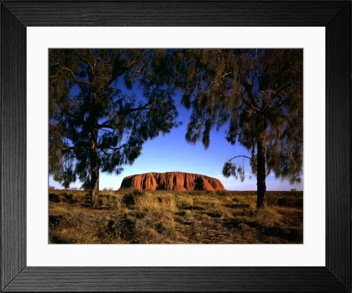 Framed Print : Uluru (Ayers Rock) framed by trees (Desert oaks) (Allocasuarina decaisneana) at sunset, Uluru-Kata Tjuta National Park (World Heritage Area), Northern Territory, Australia JLR04800 Framed Print : Uluru (Ayers Rock) framed by trees (Desert oaks) (Allocasuarina decaisneana) at sunset, Uluru-Kata Tjuta National Park (World Heritage Area), Northern Territory, Australia JLR04800
