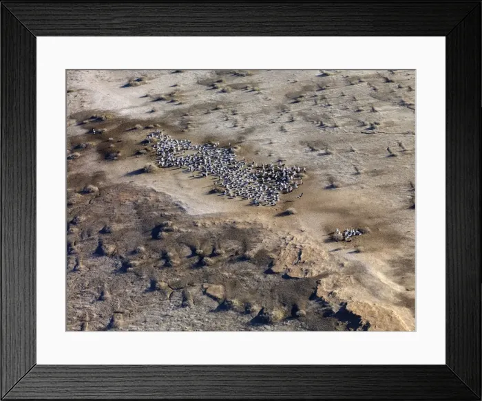 Framed Print : Lake Eyre north South Australia. 2009 flood - Pelicans nesting on an island - Lake Eyre is an extensive salt sink and has only filled to capacity three times in the past 150 years Framed Print : Lake Eyre north South Australia. 2009 flood - Pelicans nesting on an island - Lake Eyre is an extensive salt sink and has only filled to capacity three times in the past 150 years