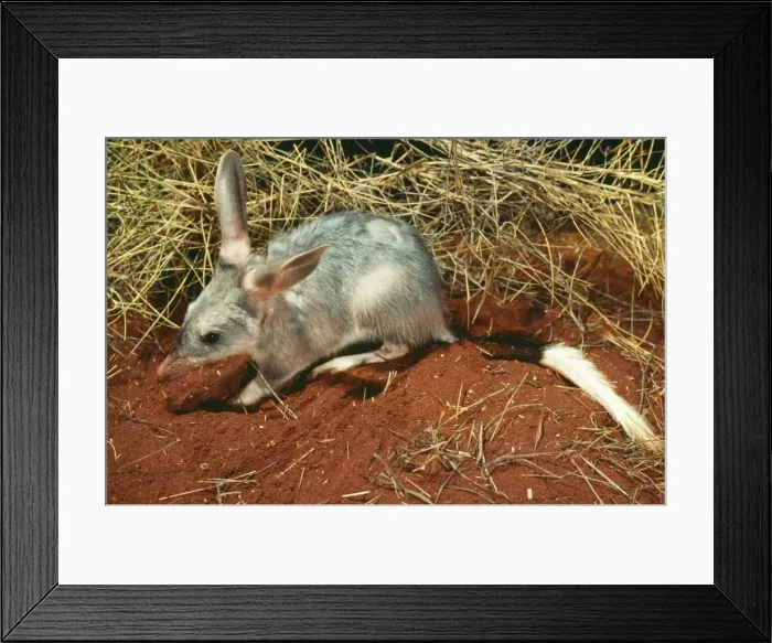 Framed Print : Bilby / Rabbit-Eared Bandicoot JPF 02938 Macrotis lagotis © Jean-Paul Ferrero / ARDEA LONDON Framed Print : Bilby / Rabbit-Eared Bandicoot JPF 02938 Macrotis lagotis © Jean-Paul Ferrero / ARDEA LONDON