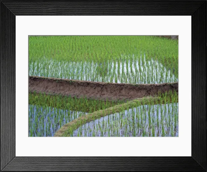 Framed Print : Rice - Oryza sativa rice field China Framed Print : Rice - Oryza sativa rice field China