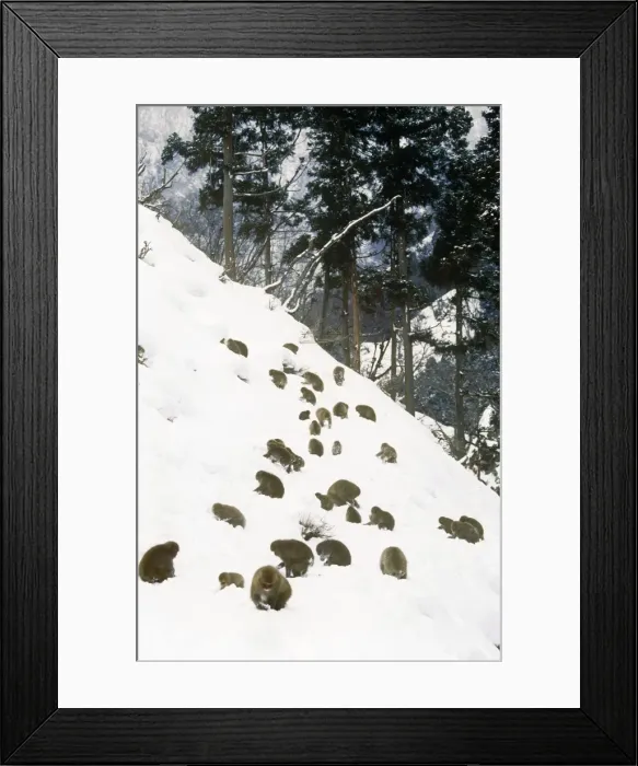 Framed Print : Japanese Macaque - a troupe foraging on a snowy hillside Joshinetsu Kogen National Park, Shiga Highlands, Honshu, Japan Framed Print : Japanese Macaque - a troupe foraging on a snowy hillside Joshinetsu Kogen National Park, Shiga Highlands, Honshu, Japan
