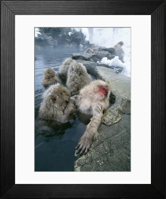 Framed Print : Japanese Macaque JPF 10211 Joshinetsu Kogen National Park, Shiga Highlands, Honshu, Japan Macaca fuscata © Jean-Paul Ferrero / ARDEA LONDON Framed Print : Japanese Macaque JPF 10211 Joshinetsu Kogen National Park, Shiga Highlands, Honshu, Japan Macaca fuscata © Jean-Paul Ferrero / ARDEA LONDON