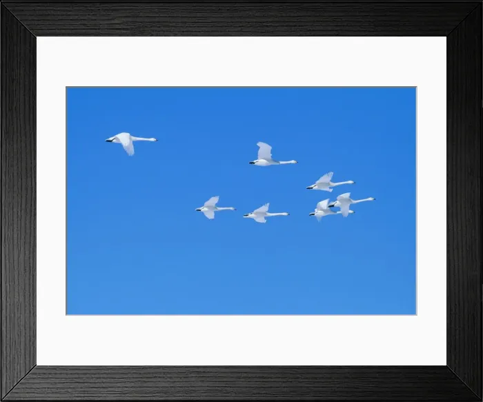 Framed Print : Whooper Swans JPF 10277 Lake Kussharo, Akan National Park Hokkaido, Japan Cygnus cygnus © Jean-Paul Ferrero / ARDEA LONDON Framed Print : Whooper Swans JPF 10277 Lake Kussharo, Akan National Park Hokkaido, Japan Cygnus cygnus © Jean-Paul Ferrero / ARDEA LONDON