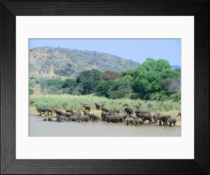 Framed Print : African Elephant JPF 10352 Loxodonta africana - Herds meeting for drinking / bathing Hluhluwe River Hluhluwe Umfolozi Game Reserve, Natal South Africa © Jean Paul Ferrero ARDEA LONDON Framed Print : African Elephant JPF 10352 Loxodonta africana - Herds meeting for drinking / bathing Hluhluwe River Hluhluwe Umfolozi Game Reserve, Natal South Africa © Jean Paul Ferrero ARDEA LONDON