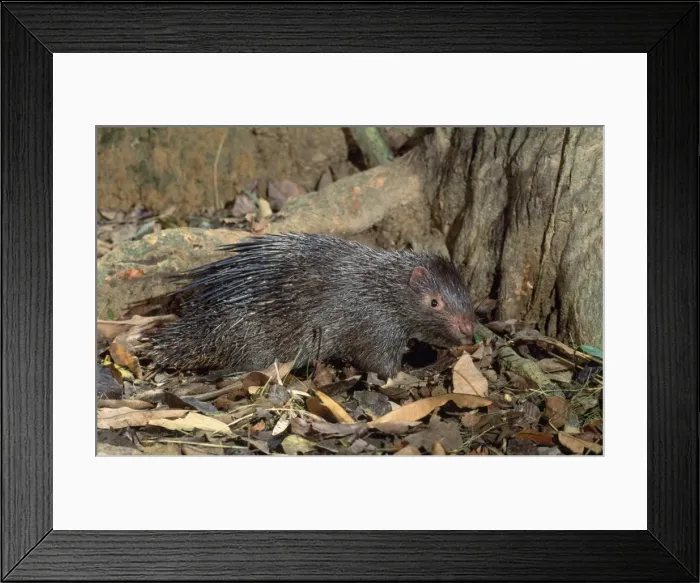 Framed Print : Philippines Porcupine Endemic; Philippines Framed Print : Philippines Porcupine Endemic; Philippines