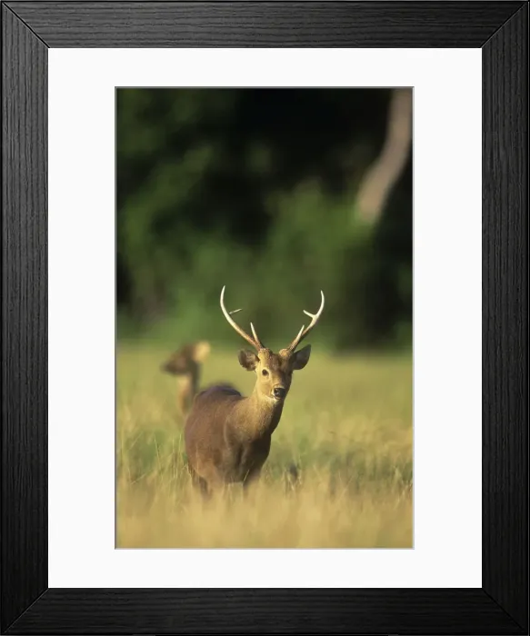 Framed Print : Calamian Deer - endangered Calamian Islans, Palawan, Philippines Framed Print : Calamian Deer - endangered Calamian Islans, Palawan, Philippines