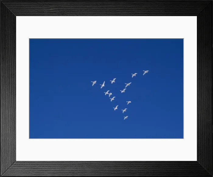 Framed Print : Whooper Swan JPF 10661 Lake Kussharo, Akan National Park Hokkaido, Japan Cygnus cygnus © Jean-Paul Ferrero / ARDEA LONDON Framed Print : Whooper Swan JPF 10661 Lake Kussharo, Akan National Park Hokkaido, Japan Cygnus cygnus © Jean-Paul Ferrero / ARDEA LONDON