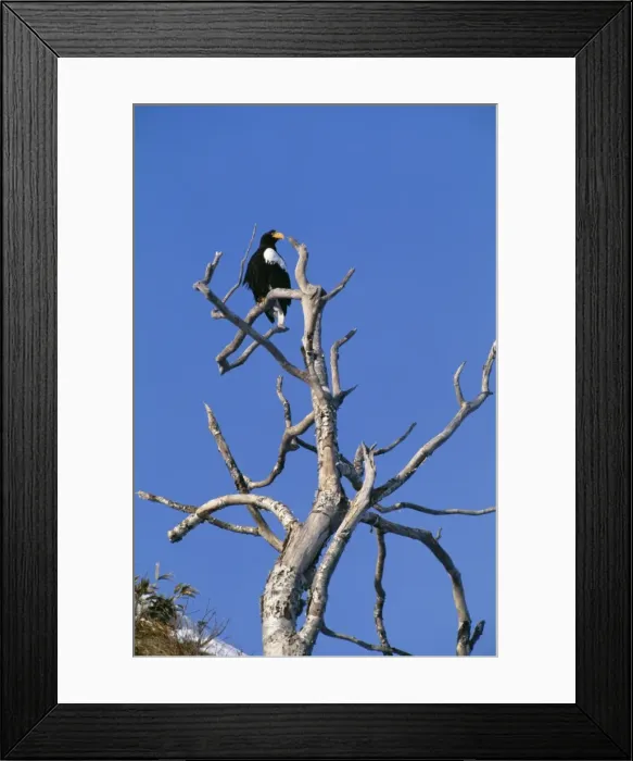 Framed Print : Steller's Sea Eagle JPF 10698 Shiretoko Peninsula, Hokkaido Japan. Also east China / Russia Haliaeetus pelagicus © Jean-Paul Ferrero / ARDEA LONDON Framed Print : Steller's Sea Eagle JPF 10698 Shiretoko Peninsula, Hokkaido Japan. Also east China / Russia Haliaeetus pelagicus © Jean-Paul Ferrero / ARDEA LONDON