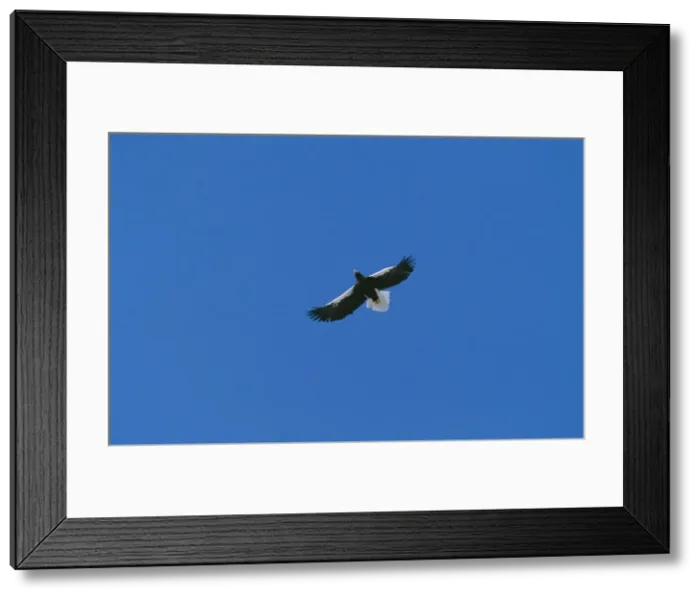 Framed Print : Steller's Sea Eagle JPF 10701 Shiretoko Peninsula, Hokkaido Japan. Also east China / Russia. Haliaeetus pelagicus © Jean-Paul Ferrero / ARDEA LONDON Framed Print : Steller's Sea Eagle JPF 10701 Shiretoko Peninsula, Hokkaido Japan. Also east China / Russia. Haliaeetus pelagicus © Jean-Paul Ferrero / ARDEA LONDON