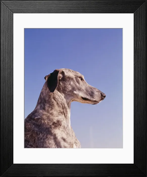 Framed Print : Sloughi Dog JPF 1086 © Jean-Paul Ferrero / ARDEA LONDON Framed Print : Sloughi Dog JPF 1086 © Jean-Paul Ferrero / ARDEA LONDON