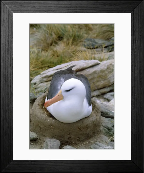 Framed Print : Black-browed Albatross - incubating on nest. New Island Falkland Islands Framed Print : Black-browed Albatross - incubating on nest. New Island Falkland Islands