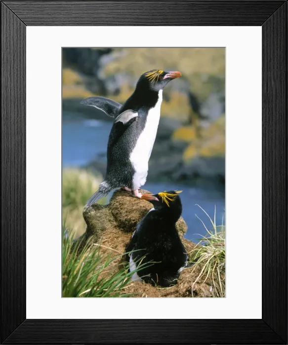 Framed Print : Macaroni Penguin - pair incubating egg at nest Hercules Bay, South Georgia Framed Print : Macaroni Penguin - pair incubating egg at nest Hercules Bay, South Georgia