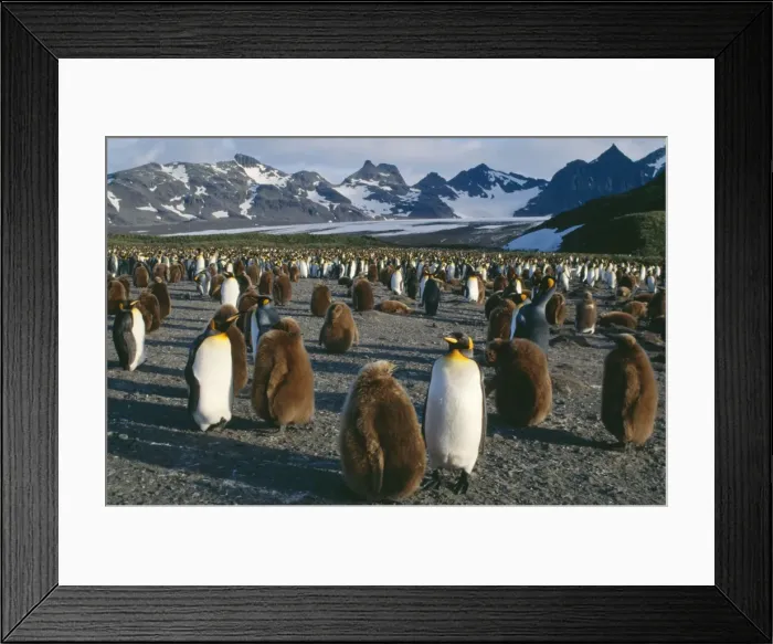 Framed Print : King penguin JPF 11208 Breeding colomy with chicks 10 month old Salisbury Plain, South Georgia, December. Aptenodytes patagonicus © Jean-Paul Ferrero / ARDEA LONDON Framed Print : King penguin JPF 11208 Breeding colomy with chicks 10 month old Salisbury Plain, South Georgia, December. Aptenodytes patagonicus © Jean-Paul Ferrero / ARDEA LONDON