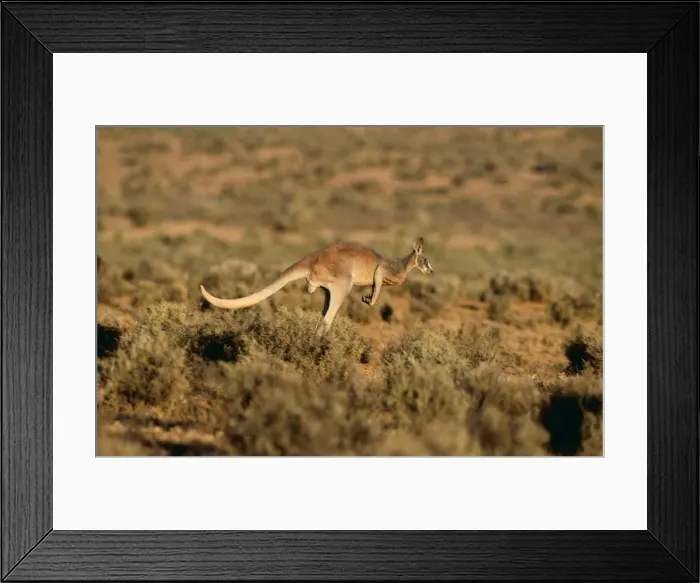 Framed Print : Red kangaroo JPF 11412 Megaleia rufa - Adult male, Kinchega National Park Western New South Wales, Australia © Jean Paul Ferrero ARDEA LONDON Framed Print : Red kangaroo JPF 11412 Megaleia rufa - Adult male, Kinchega National Park Western New South Wales, Australia © Jean Paul Ferrero ARDEA LONDON
