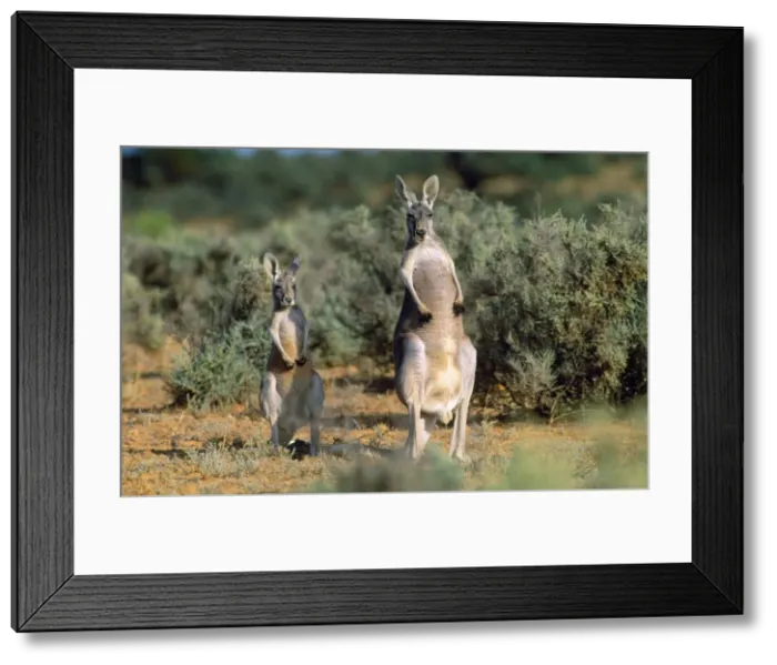Framed Print : Red Kangaroo - female & joey Kinchega National Park, New South Wales, Australia