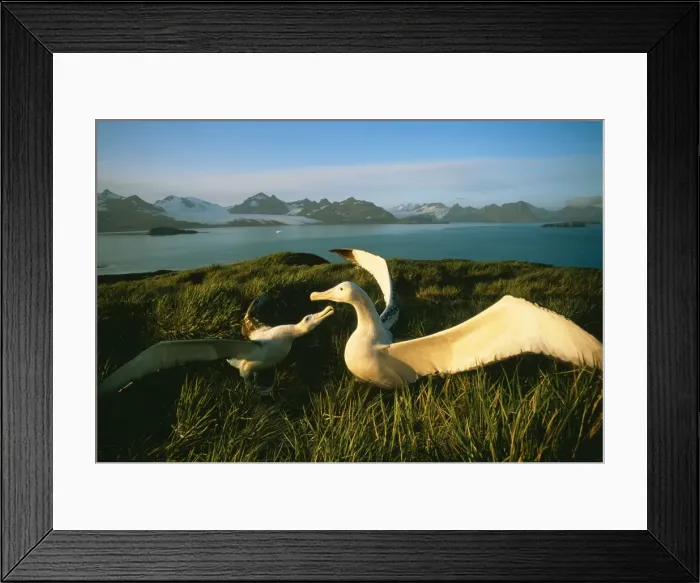 Framed Print : Wandering Albatross JPF 12110 Courtship display, albatross Island, South Georgia. Diomedea exulans © Jean-Paul Ferrero / ARDEA LONDON Framed Print : Wandering Albatross JPF 12110 Courtship display, albatross Island, South Georgia. Diomedea exulans © Jean-Paul Ferrero / ARDEA LONDON