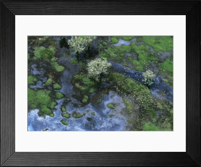 Framed Print : Australia JPF 12204 Northern territory Kakadu National Park. Magela wetlands during the wet season. Birds, mostly egrets also Ducks and Geese © Jean Paul Ferrero ARDEA LONDON Framed Print : Australia JPF 12204 Northern territory Kakadu National Park. Magela wetlands during the wet season. Birds, mostly egrets also Ducks and Geese © Jean Paul Ferrero ARDEA LONDON