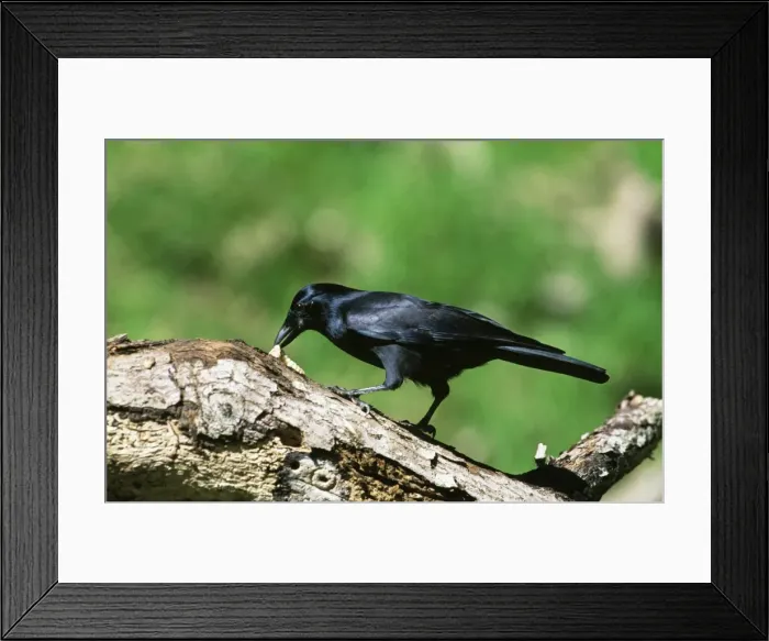Framed Print : New Caledonian Crow JPF 12342 Extracting grub from tree crevice, having first used stick to dislodge grub Corvus moneduloides © Jean-Paul Ferrero / ARDEA LONDON Framed Print : New Caledonian Crow JPF 12342 Extracting grub from tree crevice, having first used stick to dislodge grub Corvus moneduloides © Jean-Paul Ferrero / ARDEA LONDON