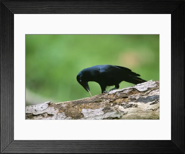 Framed Print : New Caledonian Crow JPF 12343 Using tool to dislodge worm Corvus moneduloides © Jean-Paul Ferrero  /  ARDEA LONDON