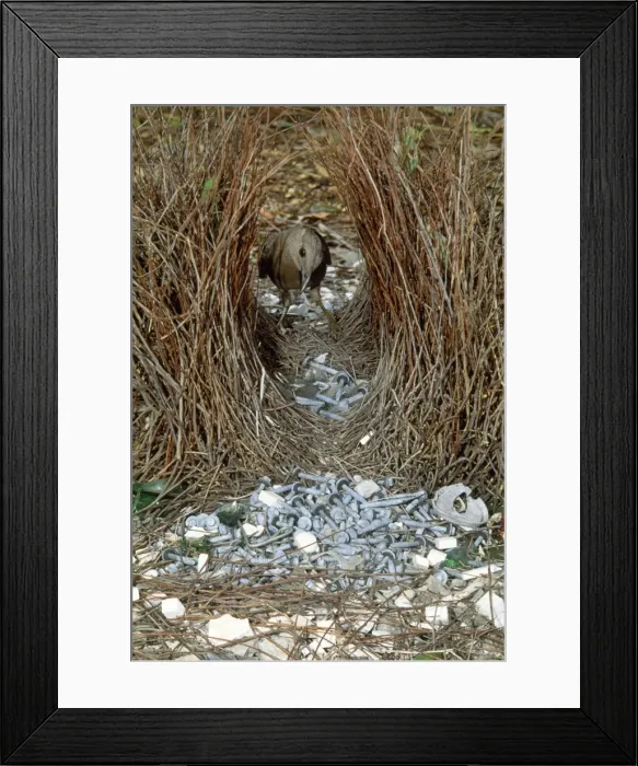 Framed Print : Great Grey Bowerbird - male re-arranging around bower. Note screws, glass & plastic complementing natural decorations. Kakadu National Park, Northern Territory Australia Framed Print : Great Grey Bowerbird - male re-arranging around bower. Note screws, glass & plastic complementing natural decorations. Kakadu National Park, Northern Territory Australia
