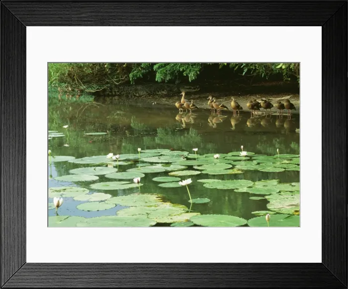 Framed Print : Plumed Whistling Duck JPF 12455 Yellow Water, Kakadu National Park Northern Territory, Australia Dendrocygna eytoni © Jean-Paul Ferrero / ARDEA LONDON Framed Print : Plumed Whistling Duck JPF 12455 Yellow Water, Kakadu National Park Northern Territory, Australia Dendrocygna eytoni © Jean-Paul Ferrero / ARDEA LONDON