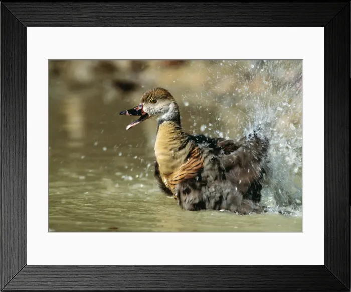 Framed Print : Plumed Whistling-Duck JPF 12466 Yellow Water, Kakadu National Park, Northern Territory, Australia Dendrocygna eytoni © Jean-Paul Ferrerro / ARDEA LONDON Framed Print : Plumed Whistling-Duck JPF 12466 Yellow Water, Kakadu National Park, Northern Territory, Australia Dendrocygna eytoni © Jean-Paul Ferrerro / ARDEA LONDON