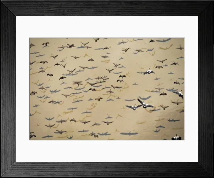 Framed Print : Whistle Ducks / Magpie Geese JPF 12486 Australia, Northern territory, Kakadu National Park Dendrocygna arcuata / Anseranas semipalmata © Jean-Paul Ferrero ARDEA LONDON Framed Print : Whistle Ducks / Magpie Geese JPF 12486 Australia, Northern territory, Kakadu National Park Dendrocygna arcuata / Anseranas semipalmata © Jean-Paul Ferrero ARDEA LONDON
