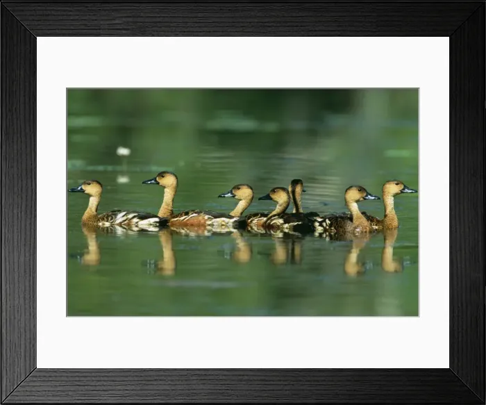 Framed Print : Water Whistle Duck JPF 12489 Kakadu National Park, NT, Australia Dendrocygna arcuata © Jean Paul Ferrero / ARDEA LONDON Framed Print : Water Whistle Duck JPF 12489 Kakadu National Park, NT, Australia Dendrocygna arcuata © Jean Paul Ferrero / ARDEA LONDON