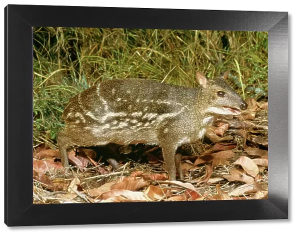 Spotted Mouse  /  Indian Chevrotain Deer JPF 12598 Tragulus meminna © Jean-Paul Ferrero  /  ARDEA LONDON
