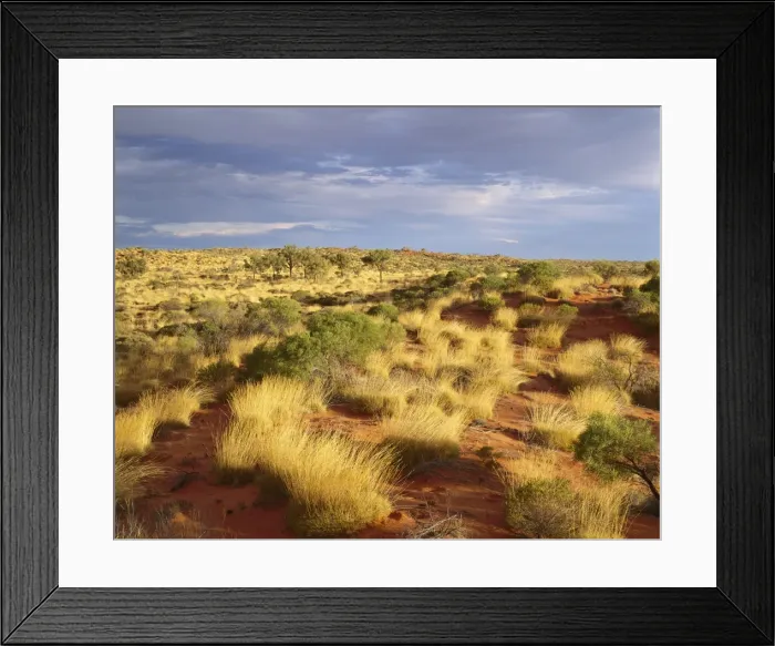 Framed Print : Spinifex, desert oaks and sand dunes (Triodia sp. Allocasuarina sp. ) near Lake Aerodrome on Canning Stock route, Little Sandy Desert, Western Australia JPF28045 Framed Print : Spinifex, desert oaks and sand dunes (Triodia sp. Allocasuarina sp. ) near Lake Aerodrome on Canning Stock route, Little Sandy Desert, Western Australia JPF28045